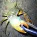 Crab Tongs Loach Tongs Sea Tool 38cm Curved Clip