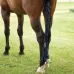 Horse Protective Supplies Ponytail Anti-Mosquito Fossil Warming Horse Tail Package