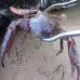 Crab Tongs Loach Tongs Sea Tool 38cm Curved Clip