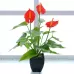 Artificial Flower Calla Plant Potted Home Decoration Green Plant Red