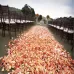 1000pcs / 10 Pack Artificial Wedding Rose Petals Flowers Wedding Decorations Magenta