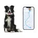 V41 Smart GPS Tracker IP67 Waterproof Pet Anti-loss Positioner 4G Version-B for North or South America