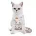 Female Cat Breathable And Anti-Licking Sterilization Clothing