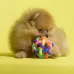 Fun Colorful Weave Style Bell Ball Pet Toy