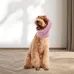 Pet Grooming Comfortable and Waterproof Earmuffs