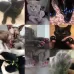 20 PCS Silicone Soft Cat Nail Caps or Cat Paw Claw or Pet Nail Protector or Cat Nail Cover