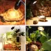 Tortoise UVB Tanning Lamp Holder Full Spectrum Pet Solar Heating Light Holder EU Plug
