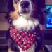 Pet Triangle Towel Christmas Snowflake Dog Saliva Towel