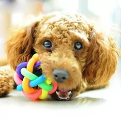 Fun Colorful Weave Style Bell Ball Pet Toy