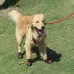 4 in 1 Autumn Winter Pet Dog Foot Cover Waterproof Shoes