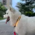 LED Rechargeable Wear-resistant and Waterproof Pet Lighting Collar