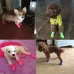 Lovely Pet Dog Shoes Puppy Candy Color Rubber Boots Waterproof Rain Shoes