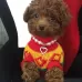 Pet Supplies Pearl Necklace Pet Collars Cat and Dog Accessories