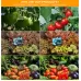 25W 75LEDs Full Spectrum Plant Lighting Fitolampy For Plants Flowers Seedling Cultivation Growing Lamps LED Grow Light AC85-265V EU