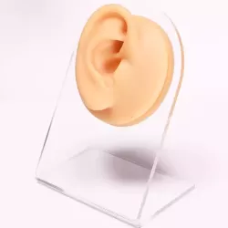 Simulation Facial Features Silicone Model Practice Display Props Right Ear