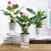 Fully Transparent Hydroponic Flower Pots Water Level Visible Non-Broken Glue Self-Absorbent Plastic Flower Pots