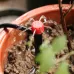 13cm Adjustable 8 Holes Ground Plug Dripper Garden Irrigation System Watering Nozzle