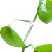 10 PCS Lulu Climbing Wall Fixer Vine Climbing Wall Sticking Hook