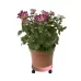 Universal Round Wheels Pot Tray Easy Moving Plant Pot Tray Garden Plate Plastic Stand White
