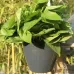 Self-Watering Planter Grow Plants Lazy Flower Pots Wall-hanging Round Resin Plastic Flower Pots
