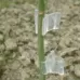 100 PCS Plant Grafting Gardening Plastic Grafting Folder Grafting Clip Transparent Gardening Plastic Grafting Clip Tomatoes Grafting Clips