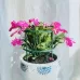 Garden Flower Stand Plant Plastic Support Ring Long Double Layer