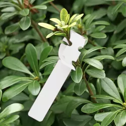 100 PCS Gardening Plant Sapling Seed Hanging Tree Label White
