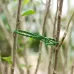 Multi-Purpose Garden Plants Fishbone Cable Ties