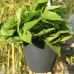 Self-Watering Planter Grow Plants Lazy Flower Pots Wall-hanging Round Resin Plastic Flower Pots