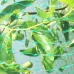 Anti Bird Protection Net Mesh Garden Plant Netting Protect Plants and Fruit