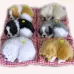 Simulation Will Call the Sleeping Dog Ornaments Toy Creative Doll Children Gift White